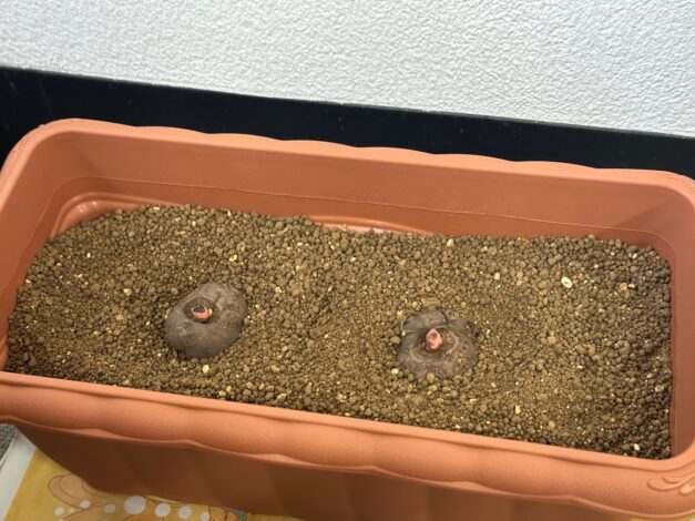 ○○栽培始めました